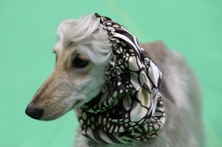 Illustration for article titled Cuteness Explosion: Welcome To The Asian International Dog Show